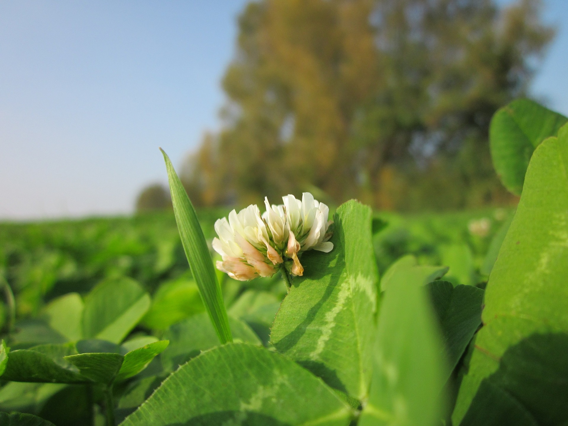 diversifying-crop-rotation-improves-agroecosystem-robustness-agronomy